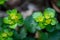 Blooming Golden Saxifrage Chrysosplenium alternifolium with soft edges. Has healing properties