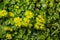 Blooming Golden Saxifrage Chrysosplenium alternifolium with soft edges. Selective focus. Has healing properties. Yellow spring