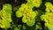 Blooming Golden Saxifrage Chrysosplenium alternifolium with soft edges, selective focus, shallow DOF