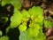 Blooming Golden Saxifrage Chrysosplenium alternifolium with soft edges, selective focus, shallow DOF