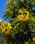 Blooming golden senna tree with cluster of yellow golden flowers.