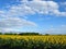 Blooming golden sunflowers against cloudy blue sky. Sunflower fields in Bulgaria. Common sunflower Helianthus.