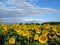 Blooming golden sunflowers against cloudy blue sky. Sunflower fields in Bulgaria. Common sunflower Helianthus.