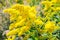 Blooming Goldenrod, Solidago flower