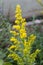 Blooming Goldenrod, Solidago flower