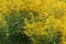 Blooming goldenrod. Solidago, or goldenrods, is a genus of flowering plants in the aster family, Asteraceae