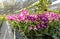 Blooming gorgeous garden of orchids in a greenhouse