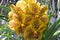 Blooming gorgeous garden of orchids in a greenhouse