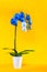 Blooming gradient blue and white potted phalaenopsis orchid on bright yellow background. Artificially Colored flower in