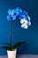 Blooming gradient blue and white potted phalaenopsis orchid on dark classic blue background. Artificially Colored flower