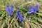 Blooming grape hyacinth