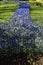 Blooming grape hyacinth field in a garden