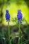 Blooming grape hyacinth flowers in spring garden