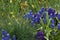 Blooming grape hyacinth and grass, greeting card