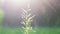 Blooming grass green stem closeup blurry background sunny beams of shining sun