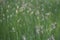 Blooming grass in the meadow. Green grass landscape. Close-up. Rural scene.