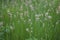 Blooming grass in the meadow. Green grass landscape. Close-up. Rural scene.
