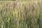 Blooming grass on mountain meadow