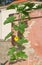 Blooming great pumpkin with old sand wall in background.