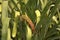 blooming green agave plant with bizarre rosette flower umbel