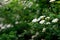 Blooming green bush Spiraea nipponica Snowmound with white flowers in spring. Floral texture. Soft selective focus