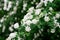 Blooming green bush Spiraea nipponica Snowmound with white flowers in spring. Floral texture. Soft selective focus