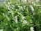 Blooming green bush with white beige small flowers