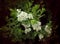 Blooming green bush with white beige small flowers