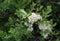 Blooming green bush with white beige small flowers