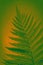 Blooming green fern. Toned photo of wildlife. Wildlife concept.