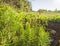 Blooming green horsetail Equisetum in the spring in Greece