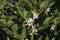 Blooming green plants - beans, white broad beans flowers in the