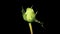 Blooming green roses flower buds ALPHA matte