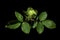 Blooming green roses flower buds on the black background