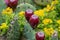 Blooming green spiky cactus with red fruit and long thorns is perfectly adapted to deserts and dry areas due to succulent water