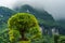 Blooming green tree among Zhanjiajie mountain scenery