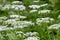 Blooming ground elder, Aegopodium podagraria