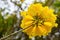 Blooming Guayacan or Handroanthus chrysanthus or Golden Bell Tree