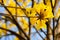 Blooming Guayacan or Handroanthus chrysanthus or Golden Bell Tree