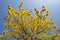 blooming Guayacan or Handroanthus chrysanthus or Golden Bell Tree