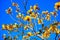 blooming Guayacan or Handroanthus chrysanthus or Golden Bell Tree