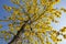 a blooming Guayacan or Handroanthus chrysanthus or Golden Bell Tree horizontal composition