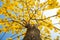 Blooming Guayacan or Handroanthus chrysanthus or Golden Bell Tree under blue sky