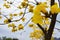 Blooming Guayacan tree