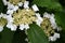 Blooming Guelder-Rose (Viburnum opulus)