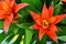 Blooming Guzmania plant flower close up.