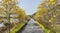 The Blooming Handroanthus chrysanthus