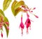 Blooming hanging twig in shades of dark red fuchsia variegated i
