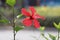 Blooming Hawaiian hibiscus.Fresh love, subtle beauty