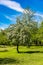 Blooming hawthorn tree